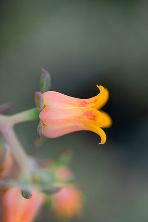 Flowers - Oct 2025