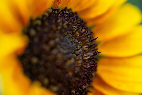 Flowers - Oct 2025
