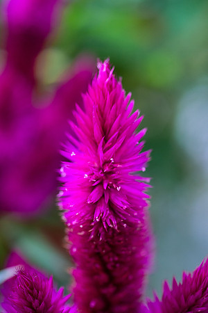 Flowers - Oct 2025