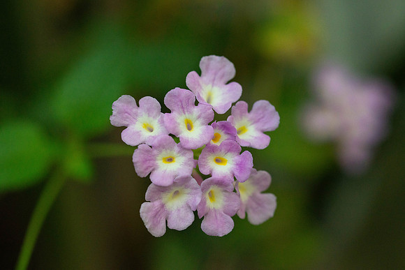 Flowers - Oct 2025
