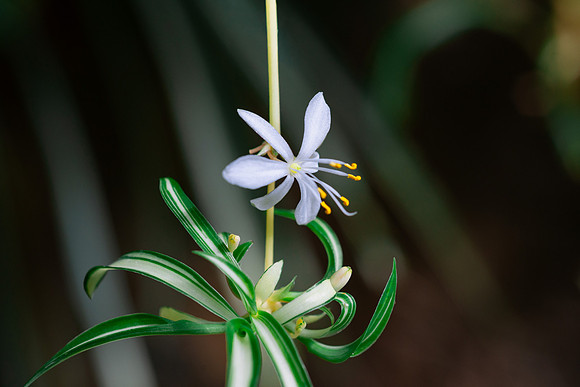Flowers - Oct 2025