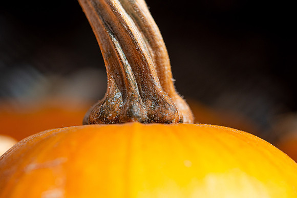 Pumpkins - Oct 2025
