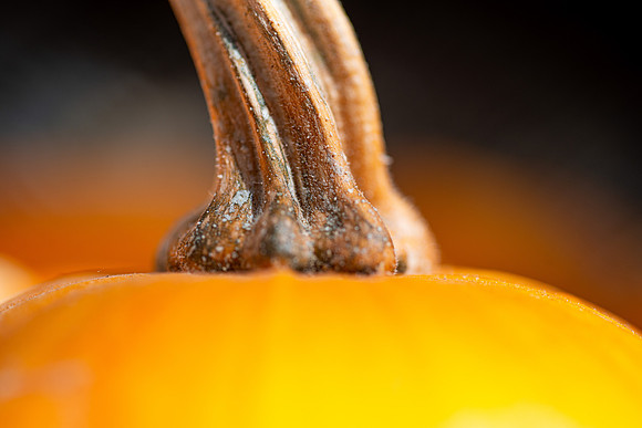 Pumpkins - Oct 2025