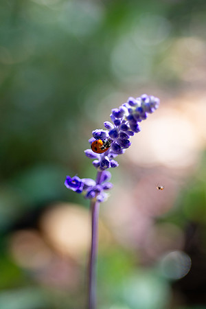 Flowers - Oct 2025