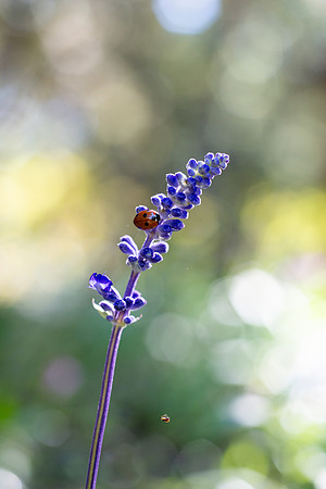 Flowers - Oct 2025