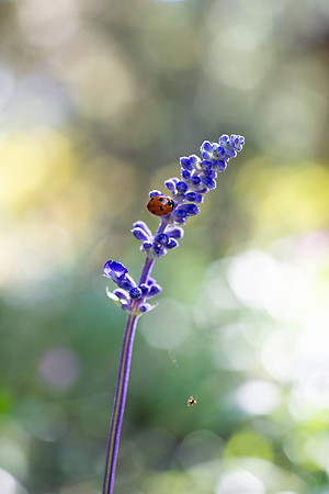 Flowers - Oct 2025