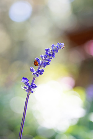 Flowers - Oct 2025