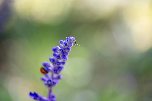 Flowers - Oct 2025