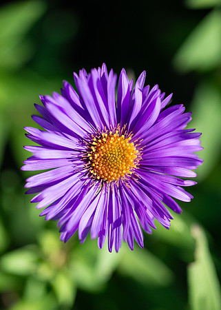 Flowers - Oct 2025