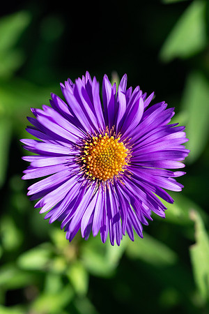 Flowers - Oct 2025