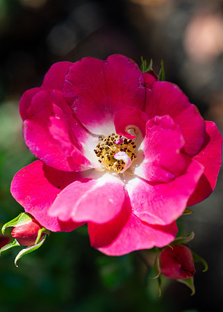 Flowers - Oct 2025