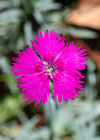 Flowers - Oct 2025