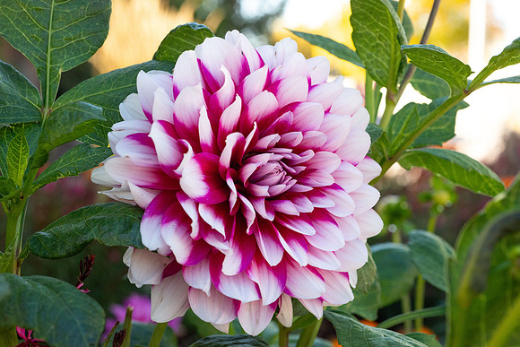 Flowers - Oct 2025
