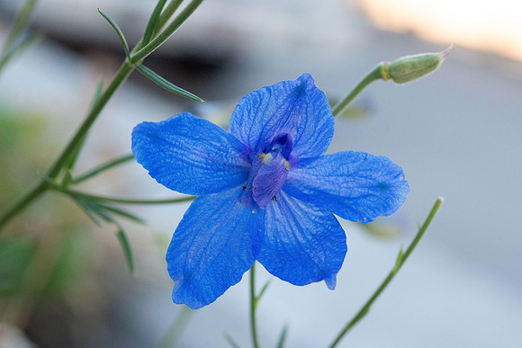 Flowers - Oct 2025