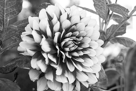 Flowers - Oct 2025