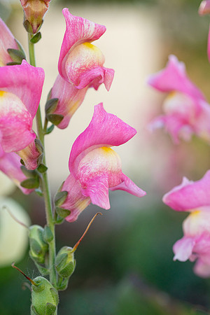 Flowers - Oct 2025
