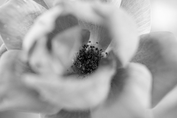 Flowers - Oct 2025