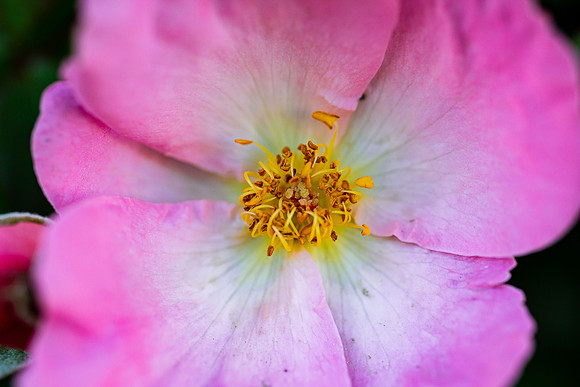 Flowers - Oct 2025