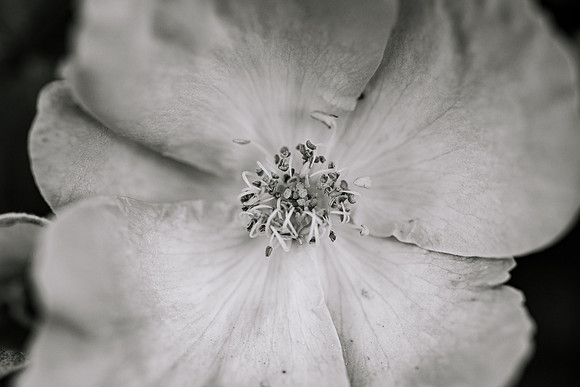 Flowers - Oct 2025