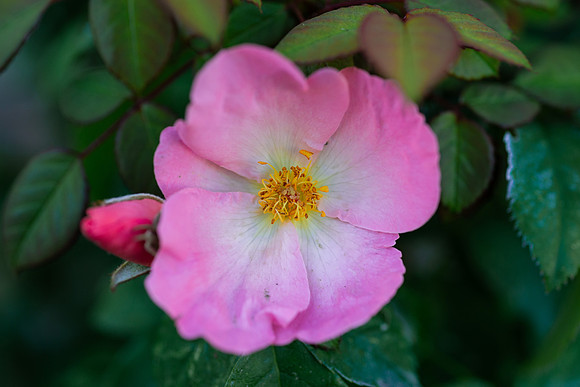 Flowers - Oct 2025