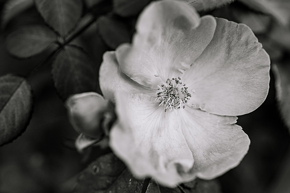 Flowers - Oct 2025