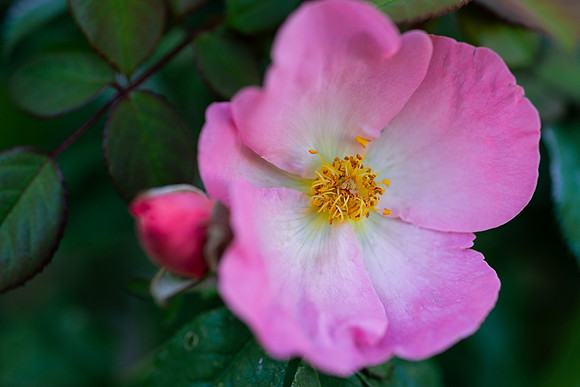 Flowers - Oct 2025