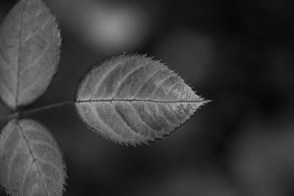 Flowers - Oct 2025