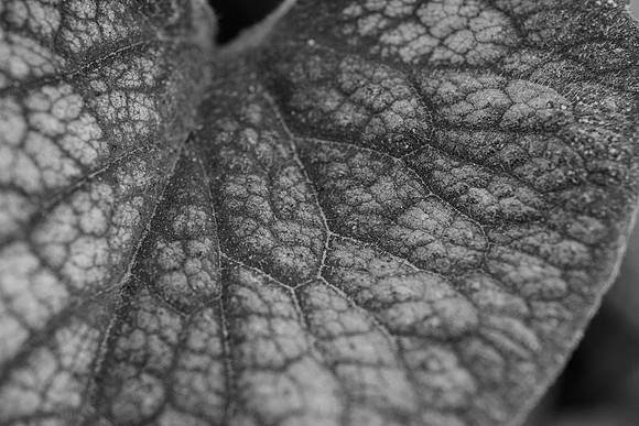 Flowers - Oct 2025
