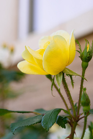 Flowers - Oct 2025