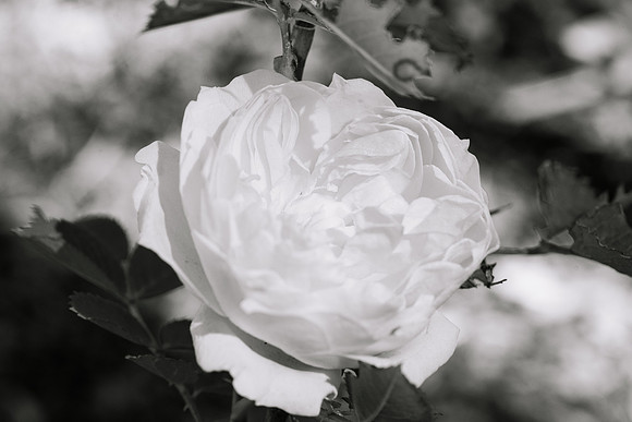 Flowers - Oct 2025