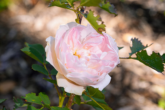 Flowers - Oct 2025