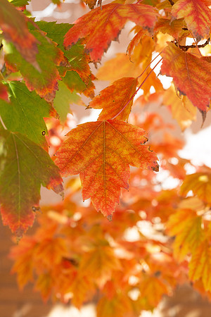 Fall colors - Oct 2025