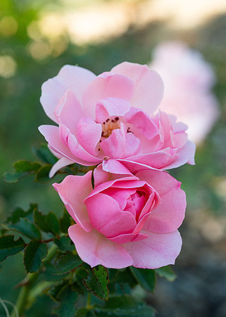 Flowers - Oct 2025