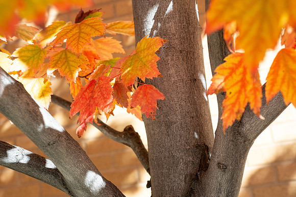 Fall colors - Oct 2025