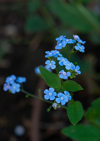 Flowers - Oct 2025