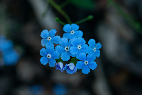 Flowers - Oct 2025
