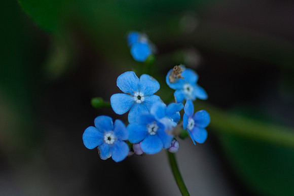 Flowers - Oct 2025