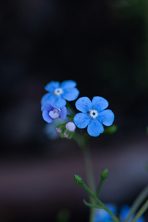 Flowers - Oct 2025