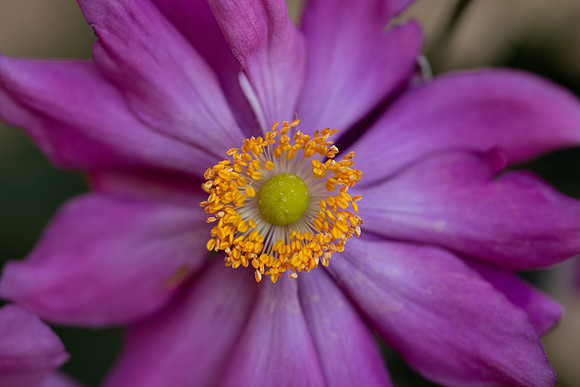 Flowers - Oct 2025