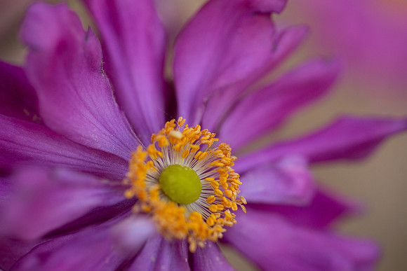 Flowers - Oct 2025