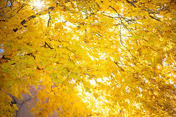 Fall Leaves - Oct 2025