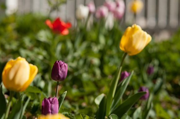 Tulips in the Thomas E. Ricks Garden.