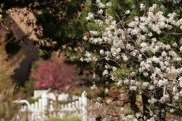 A tree blooms during the Spring Semester in the Thomas E. Ricks Garden.