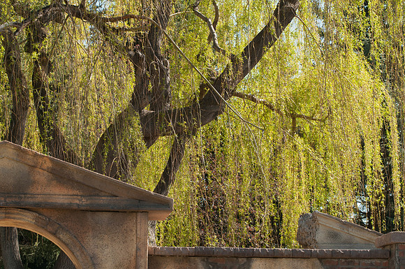 A Weeping Willow, in the Thomas E. Ricks garden during the Spring Semester.