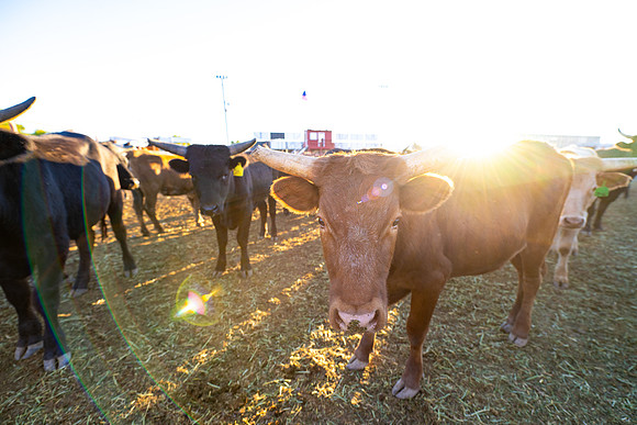 Fall Spirit Week Rodeo - Oct 2025
