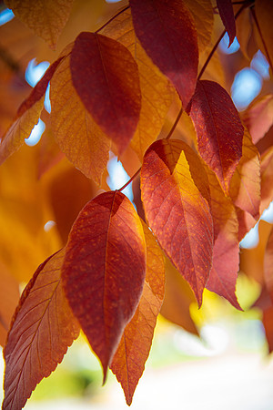 Fall Around Campus - October 2022