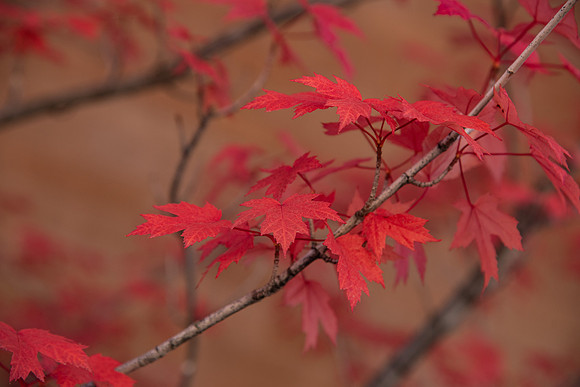 Fall Around Campus - October 2022