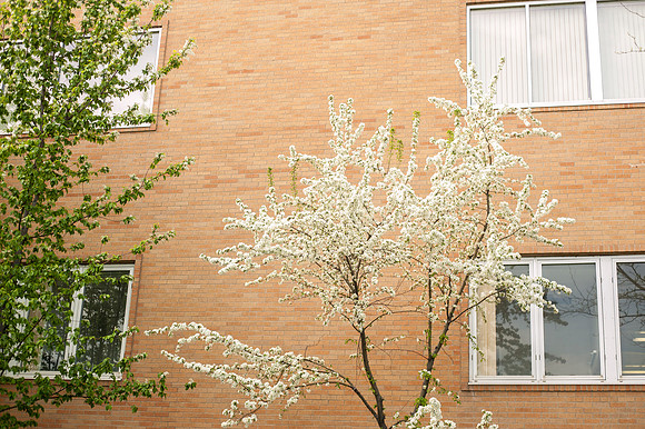 A tree begins to bloom on the North side of the Austin Building.