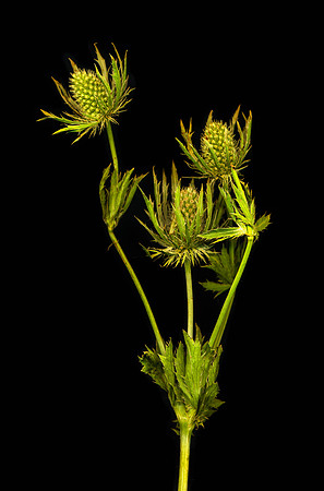 The BYU-Idaho Flower Shop provides a wide variety of beautiful flowers and floral design.