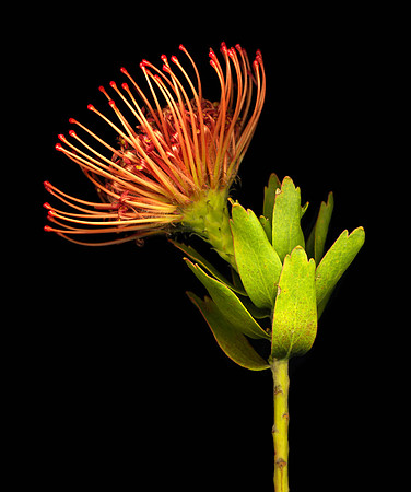 The BYU-Idaho Flower Shop provides a wide variety of beautiful flowers and floral design.